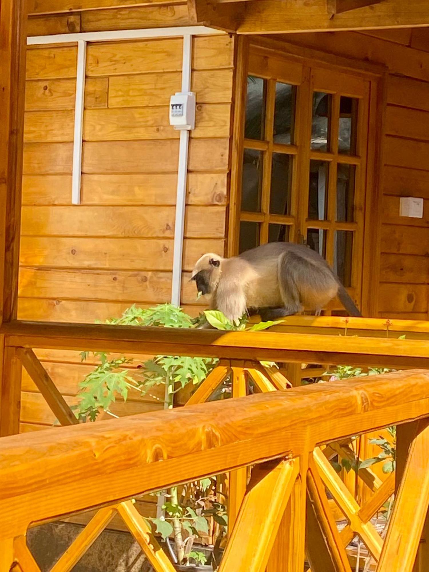 Chill Out Jasmine Restaurant Bar Rooms Palolem Luaran gambar